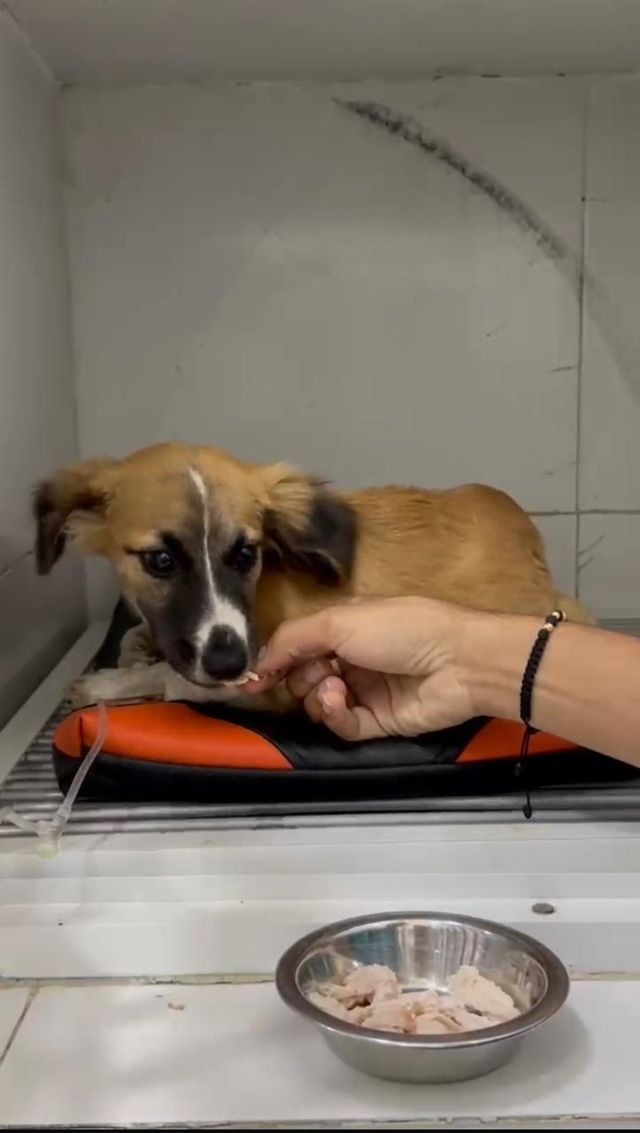 nala-pollito.jpeg