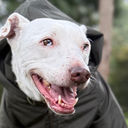 Lya, la perrita cofundadora de PawMatch