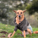 Marea, la perrita que reparte cariño en PawMatch