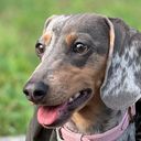 Morita, perrita salchicha y creadora de contenido en PawMatch