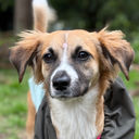 Nala, una peludita llena de ternura y ganas de encontrar hogar