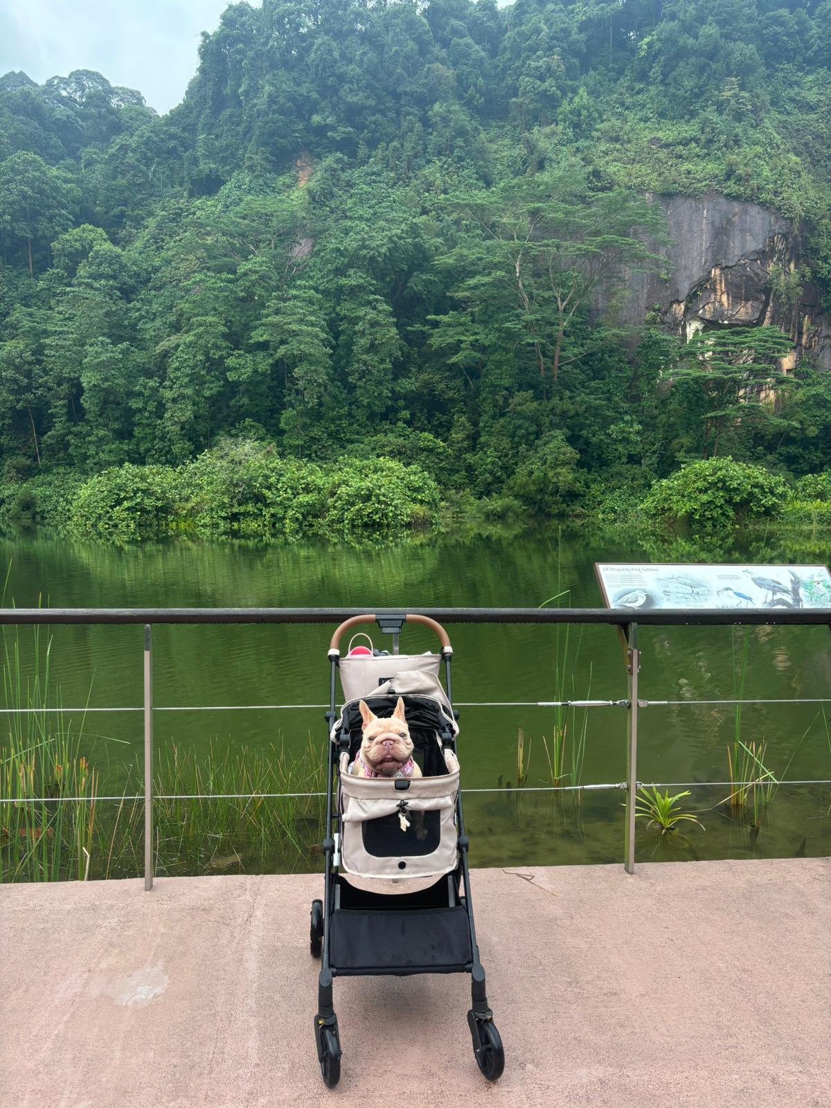 Banh Mi Frenchie at Dairy Farm in a stroller