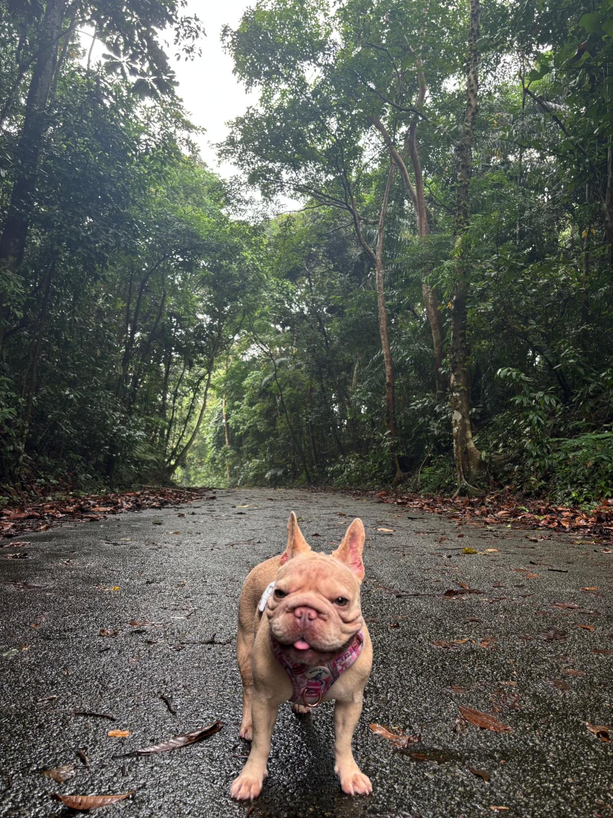 Banh Mi Frenchie at Dairy Farm walking