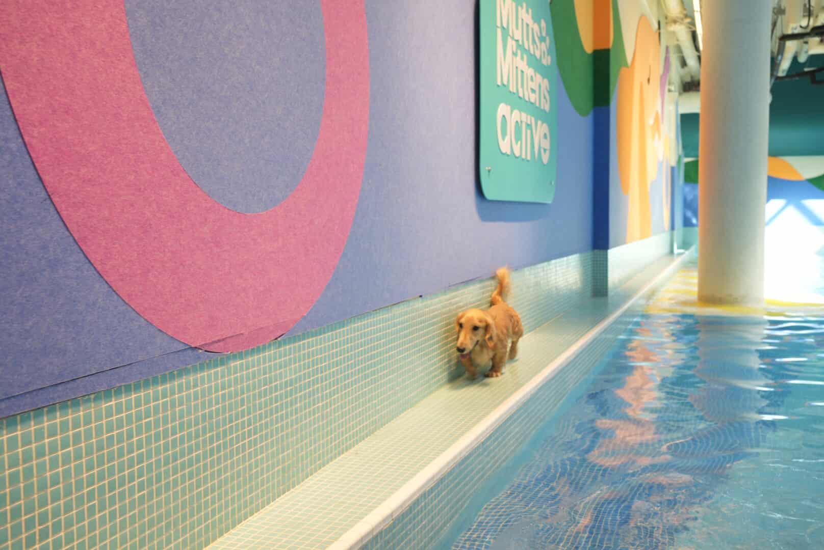 Taro walking along the ledge at Fort Canine Swimming Club