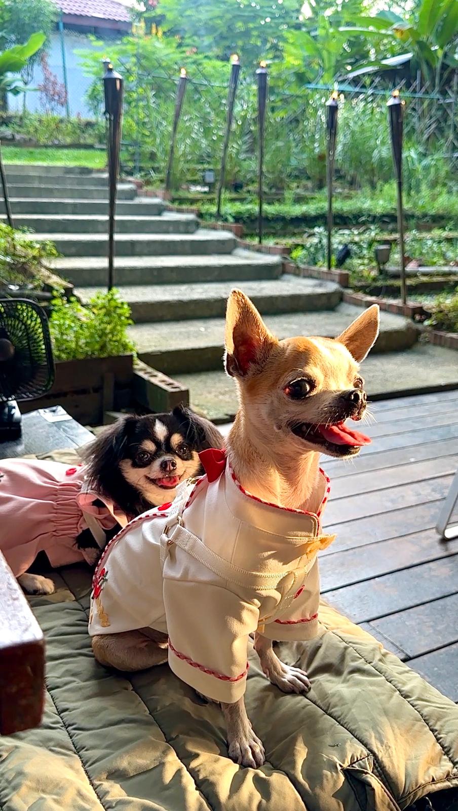 Yoda and Leia at Open Farm Community