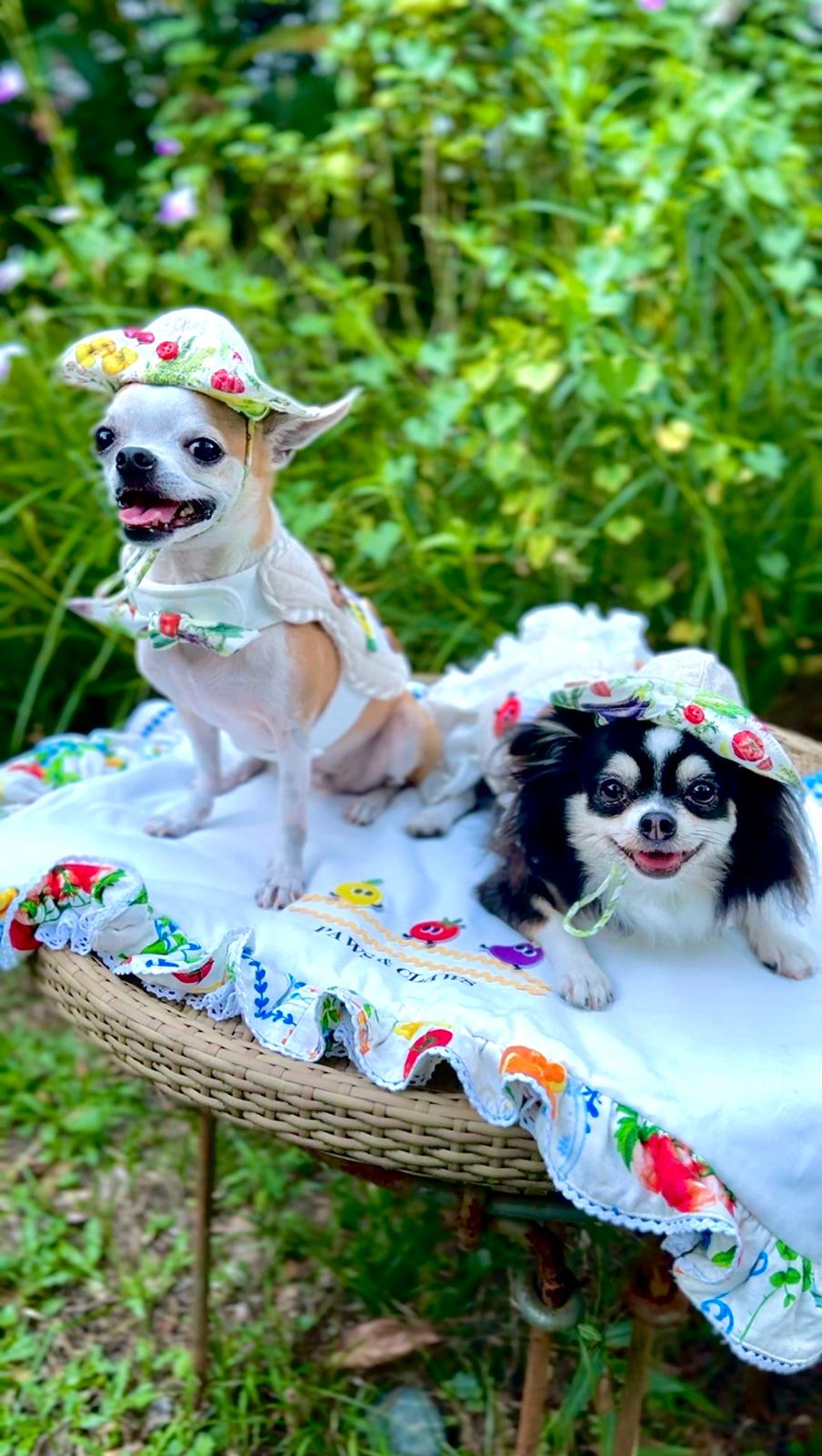 Yoda and Leia at Open Farm Community