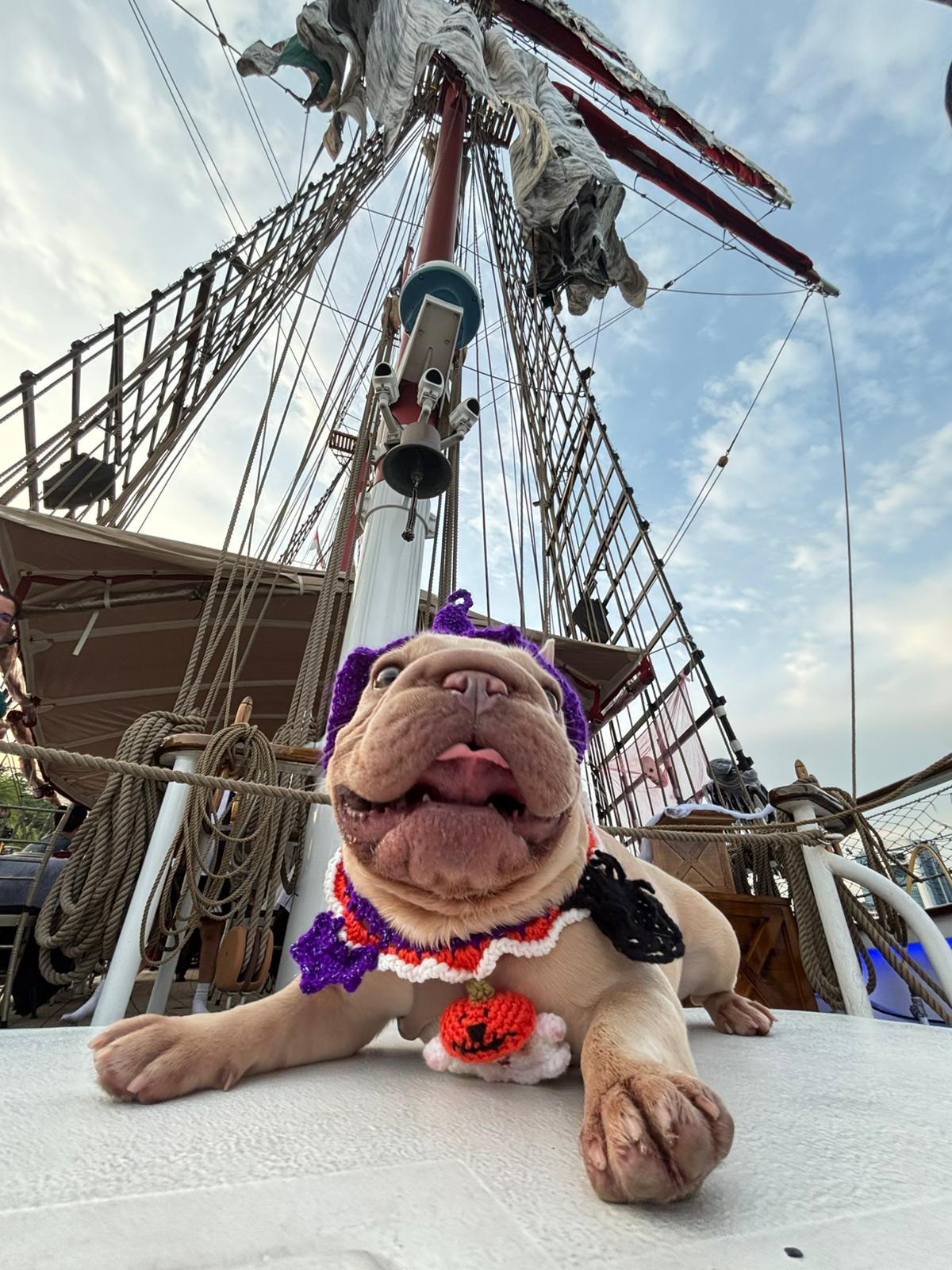 Banh Mi frenchie on Royal Albatross