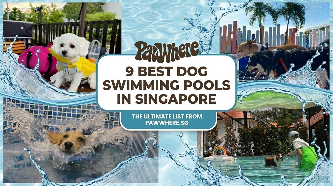 9 Dog Swimming Pools in Singapore (2026 Locations & Prices)