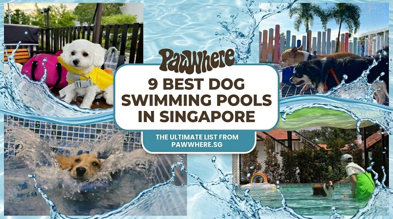 9 Dog Swimming Pools in Singapore (2026 Locations & Prices)