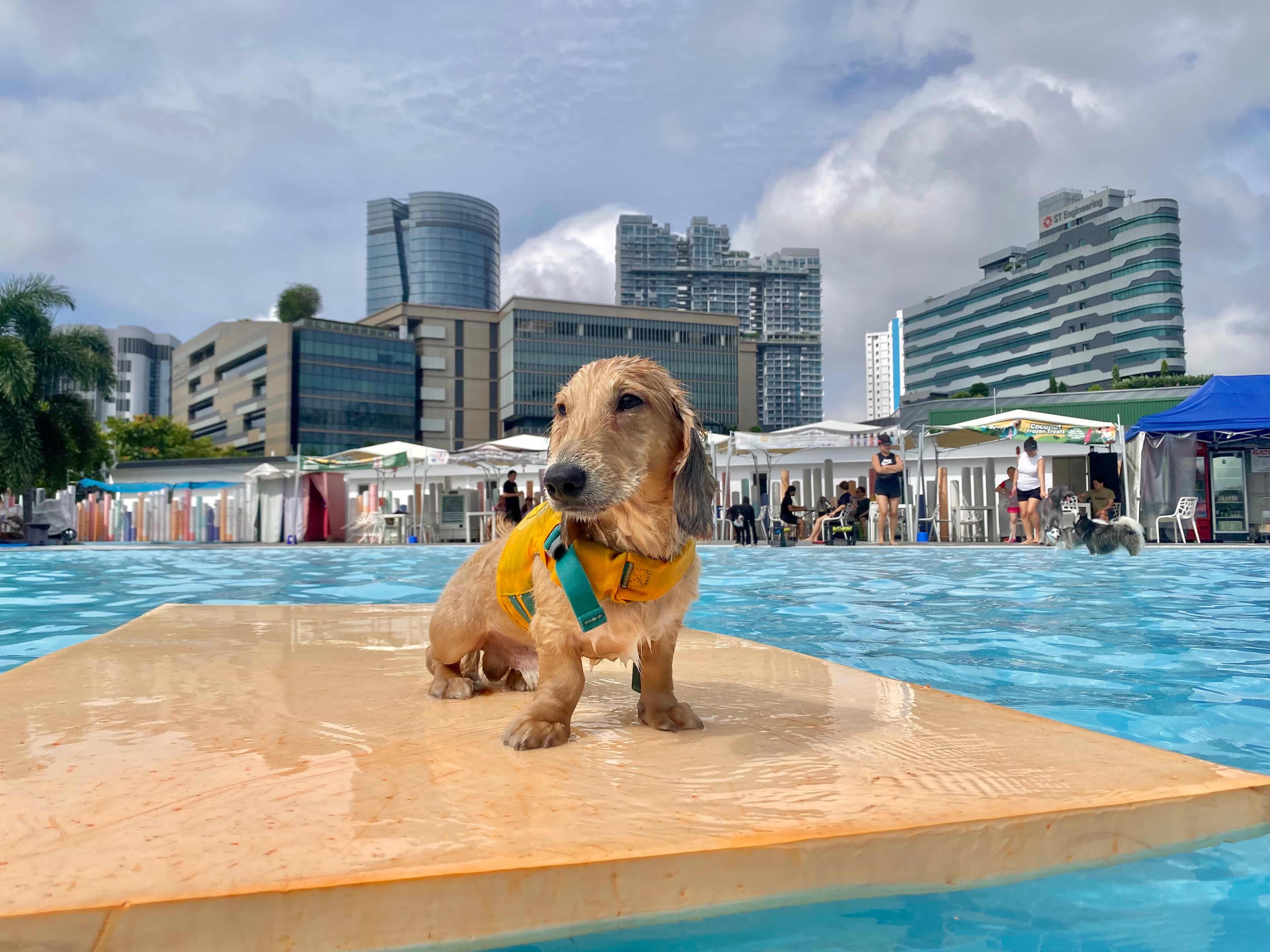 Taro on a float at wag and wild