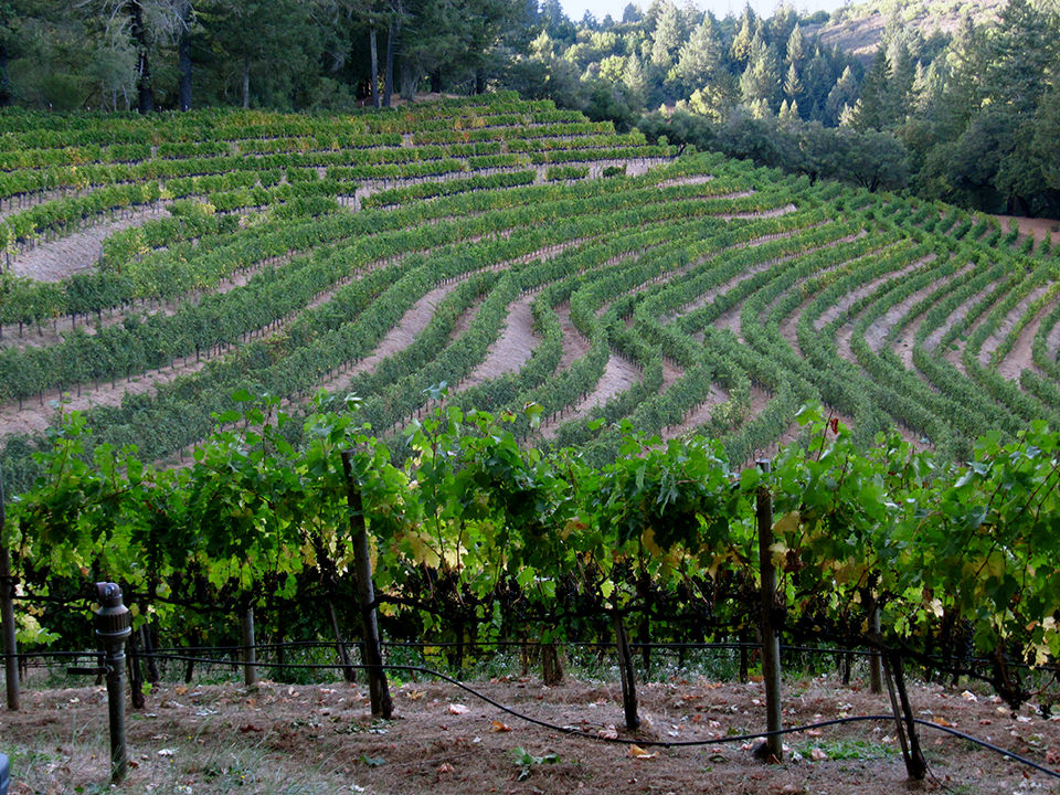 Spring Mountain Vineyard Photo Gallery