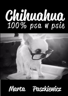 Chihuahua 100% psa w psie.  Marta Paszkiewicz