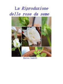 La riproduzione delle rose da seme.  Enrico Indolfi