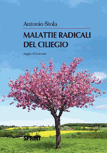 Malattie radicali del ciliegio.  Antonio Stola
