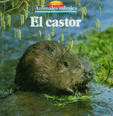 El castor.  Equipo Parramon