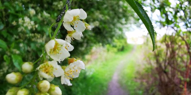 Kvist av hegg i blomstring som henger over en sti som en portal.