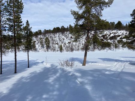 Bilde av skuterspor mellom furutrær ut mot en is- og snødekt liten innsjø