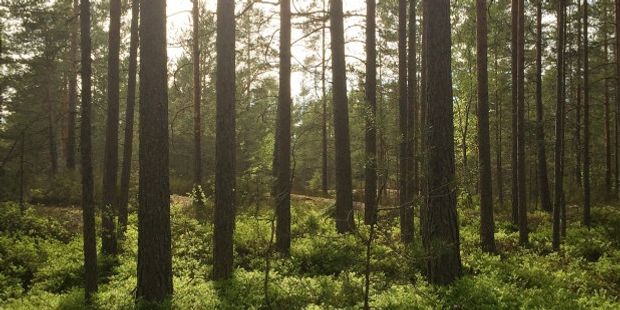 Skog. Foto.