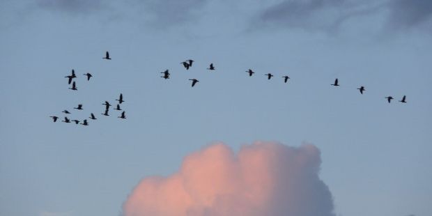 Gåsetrekk over himmelen mot en stor sky. Foto.