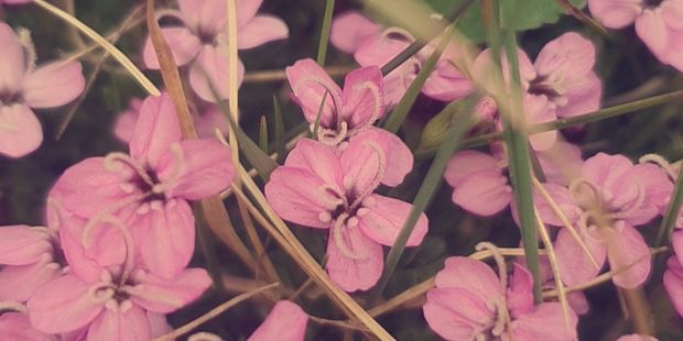 Illustrasjonsbilde av lilla blomster