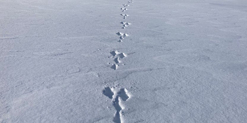 Bilde av harespor over hvit snø.