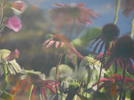 Nærbilde av forskjellige blomster i naturen. Foto. 