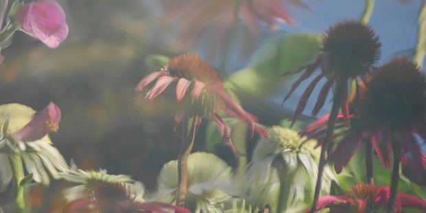 Nærbilde av forskjellige blomster i naturen. Foto.