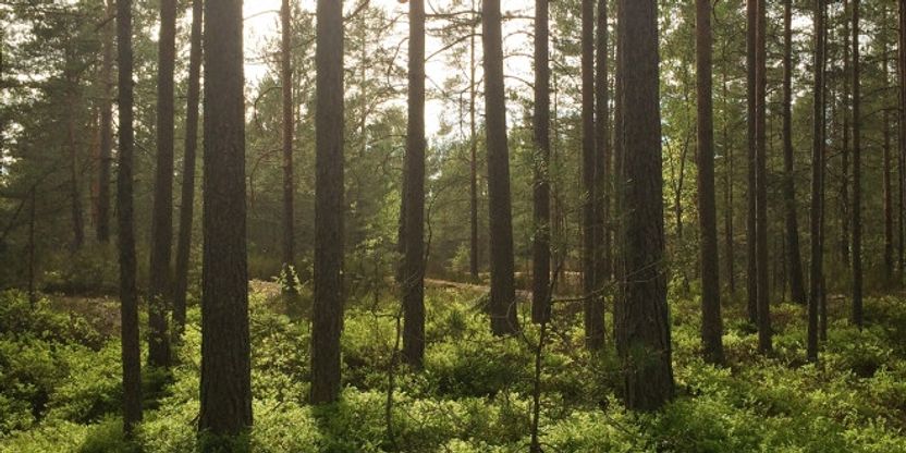 Foto fra en skog med sola som skinner i bakgrunnen bak trærne.