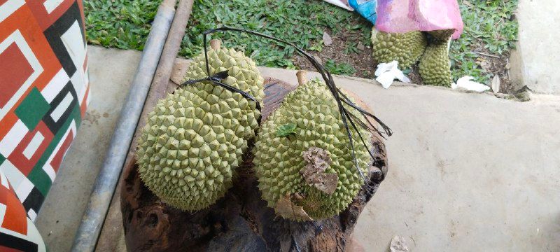 Kebun Durian