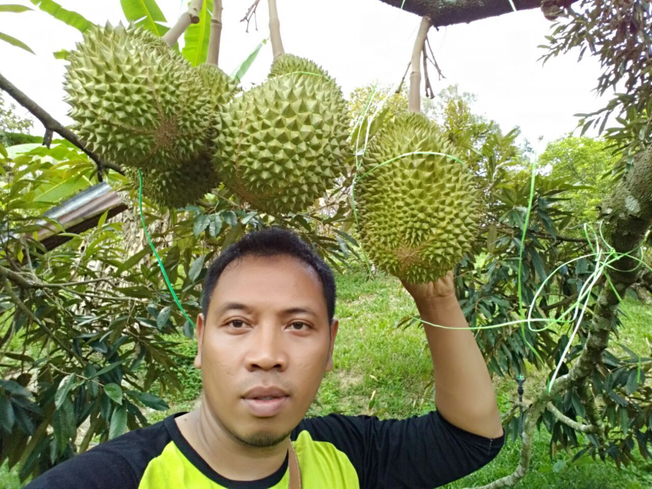 Orchard