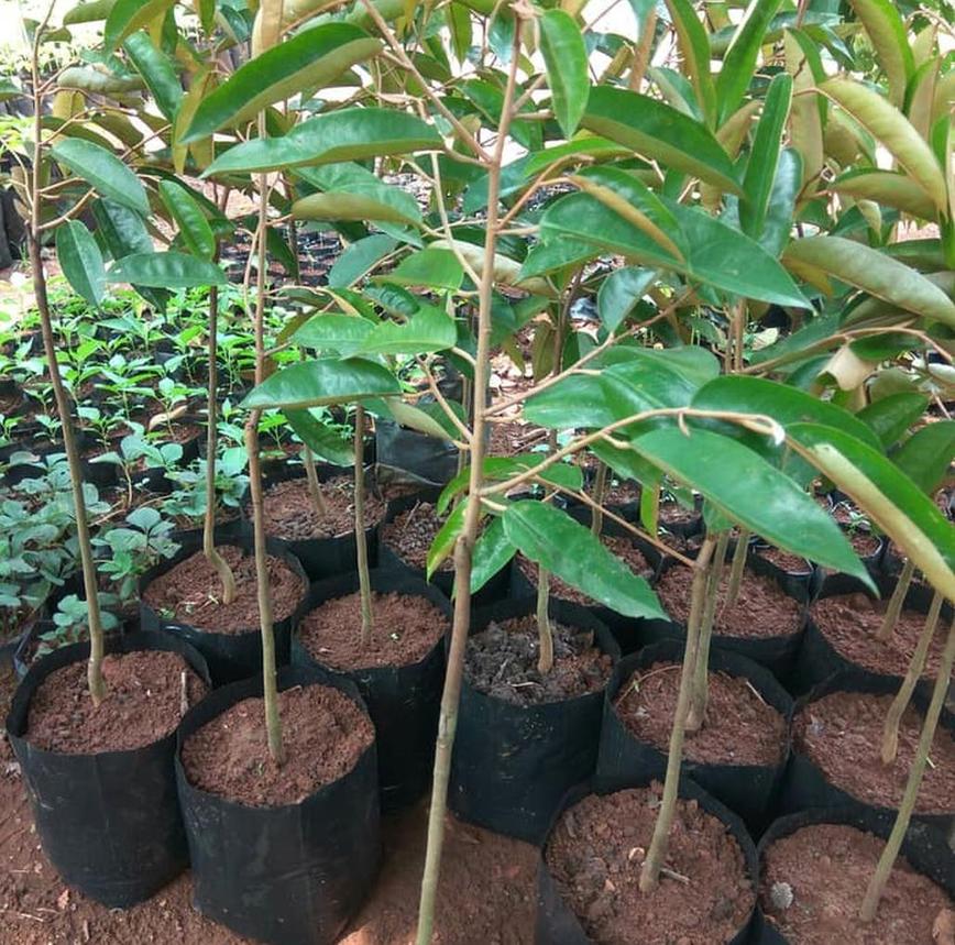  Foto bibit durian Super Tembaga yang sehat dengan daun hijau mengkilap di dalam polybag besar. Watermark 