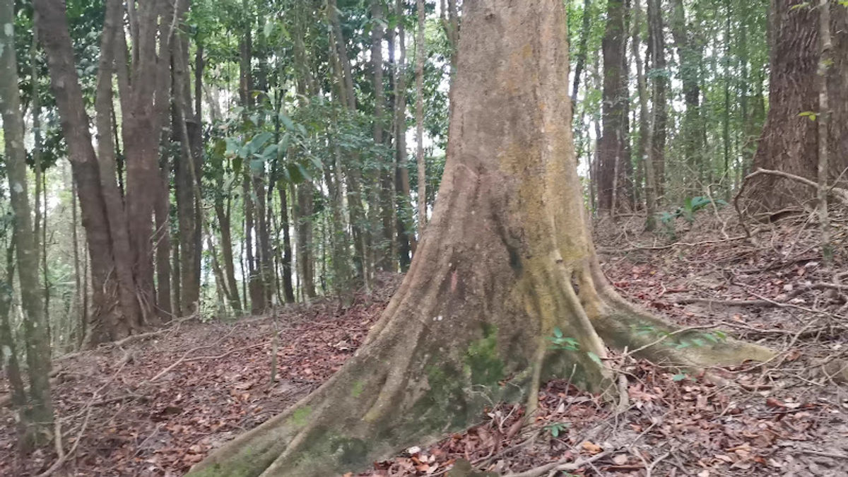 Bukit Kampung Binjai