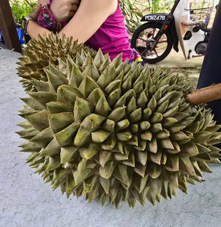 Rifle Range Hill 39 Entrance 2