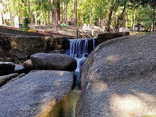 Teluk Bahang Forest 2