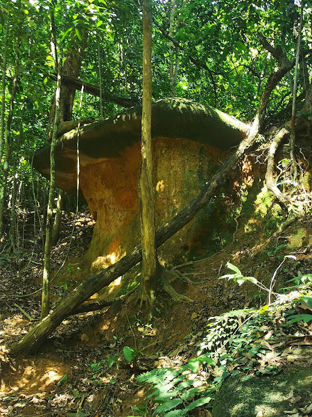 大蘑菇big mushroom