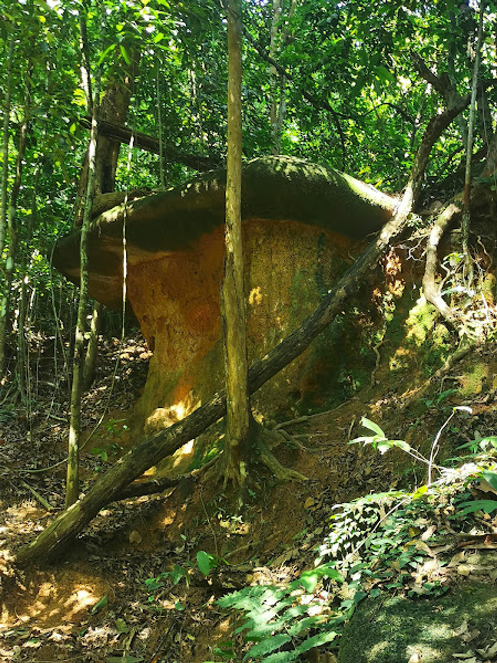 大蘑菇big mushroom