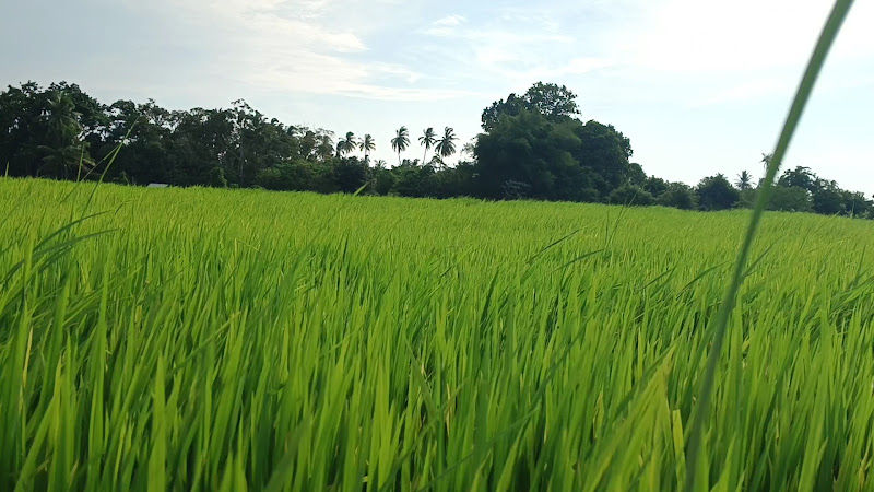 Balik Pulau Paddy Field