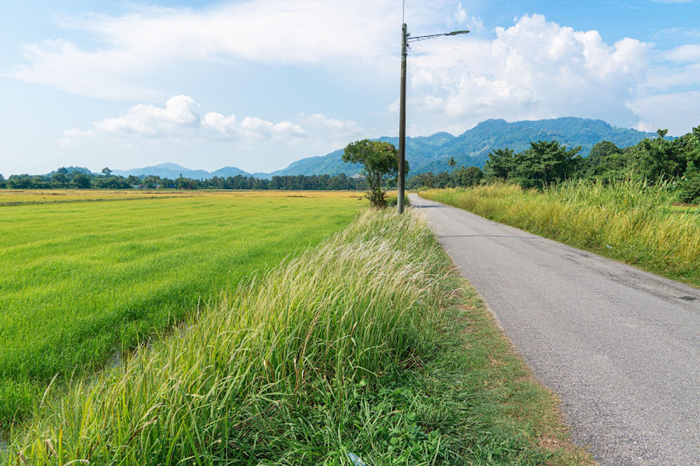 Balik Pulau Paddy Field