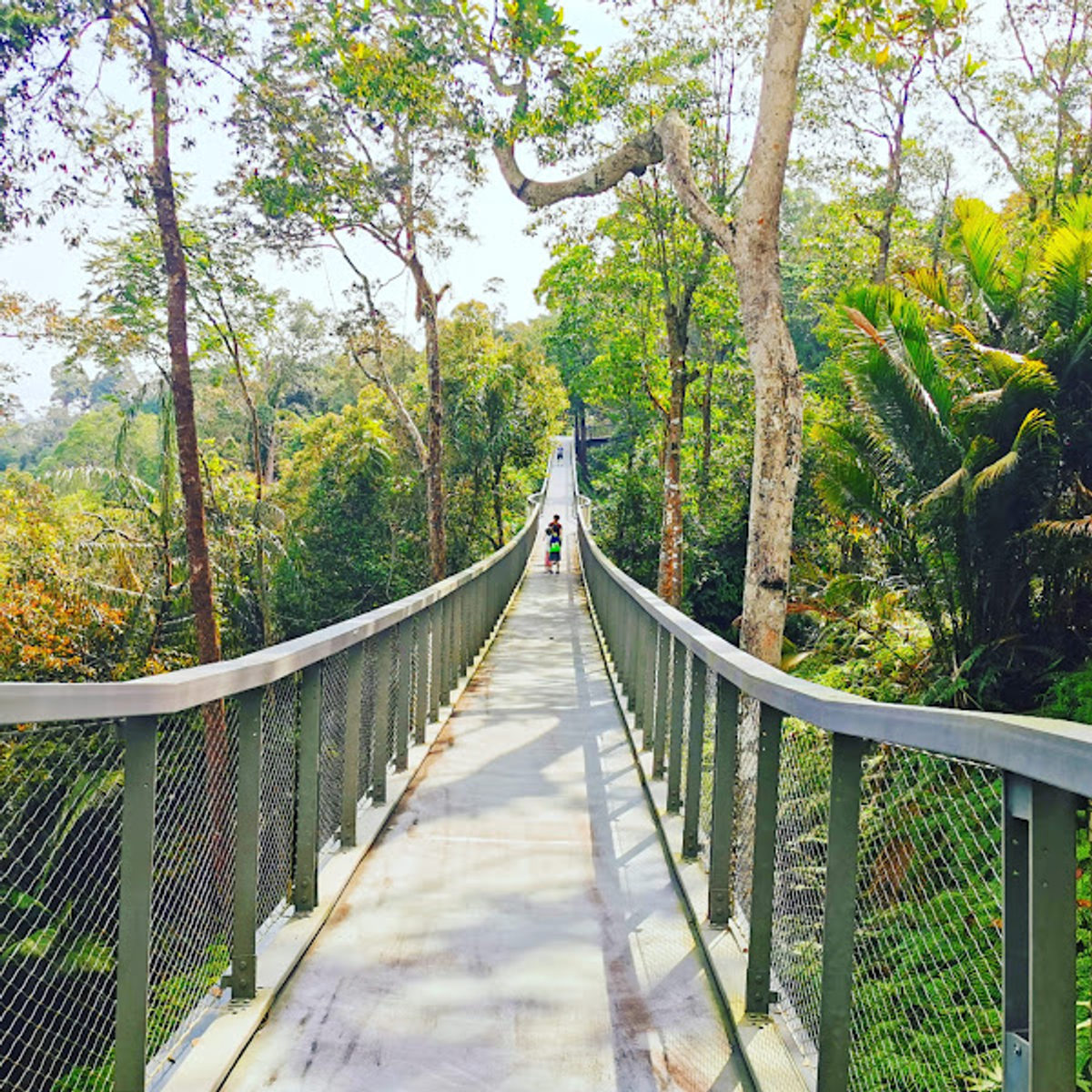 Langur Way Canopy Walk