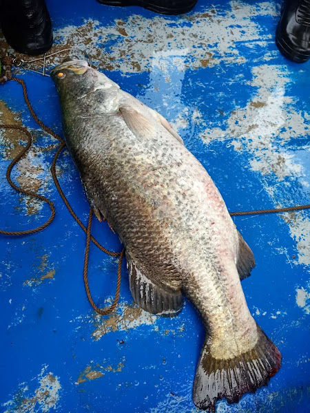 Pulau Rimau Lighthouse