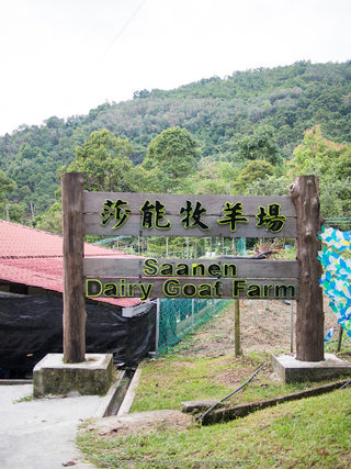 Saanen Dairy Goat Farm 莎能牧羊场 1