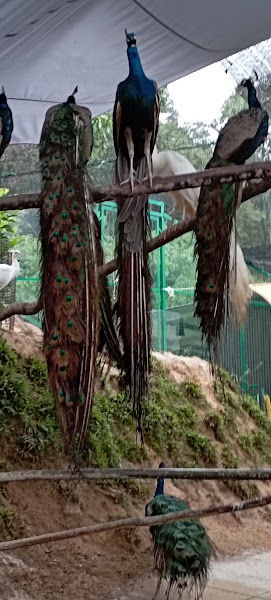 Batu Hitam Hill and viewingspot