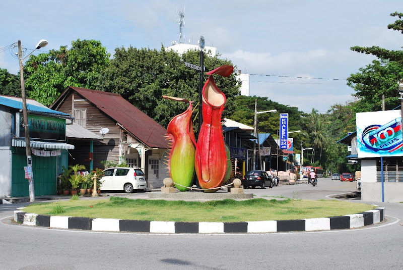 Pitcher Plant Roundabout