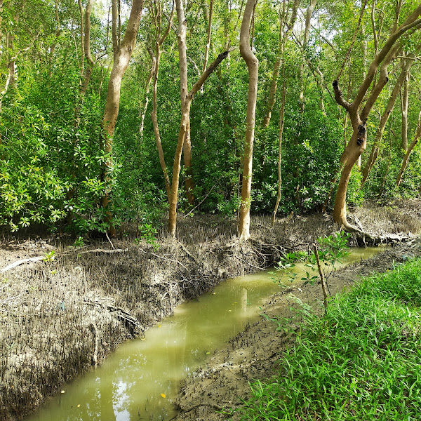 Pantai Acheh Mangrove