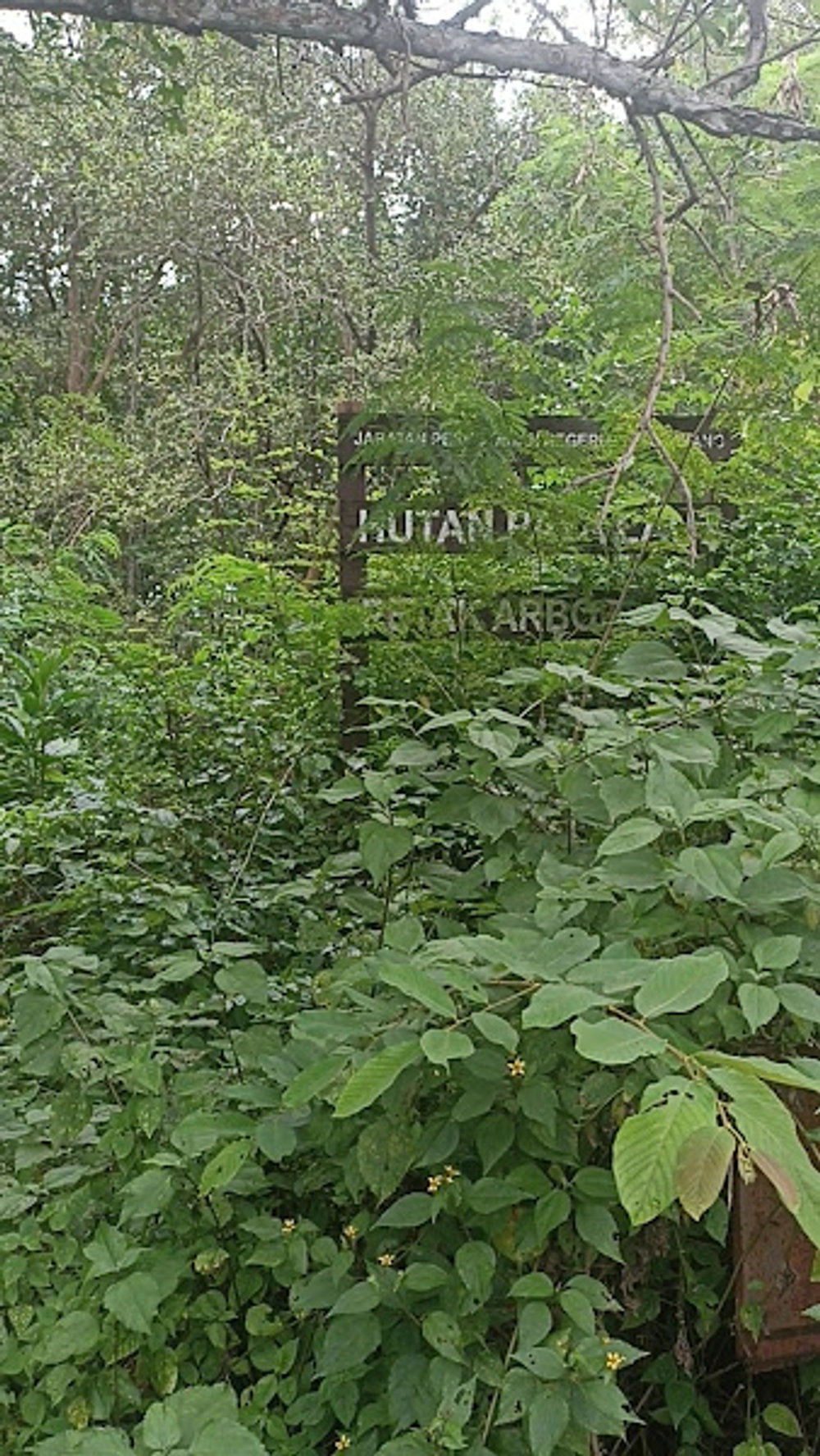 Hutan Paya Laut@Taman Paya Bakau