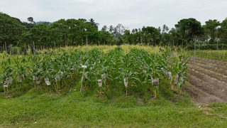 Comfort Organic Farm 2