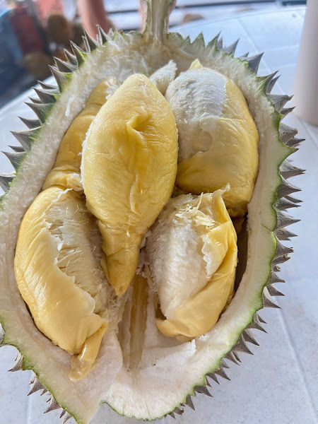 Balik Pulau 808 Durian