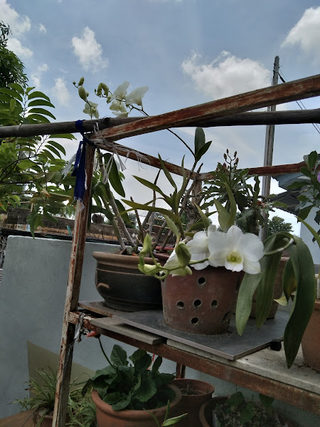 Cucur Udang Campur 3