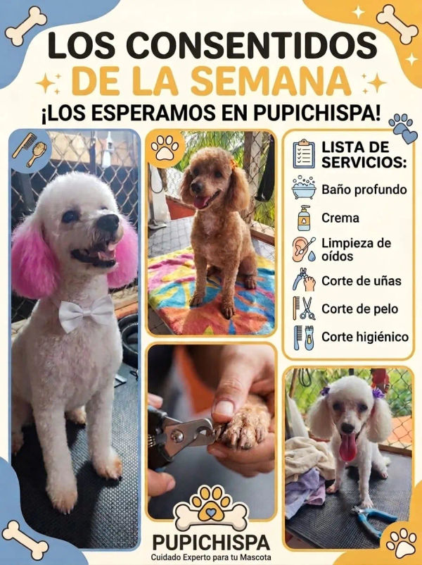 Proyecto o servicio 6