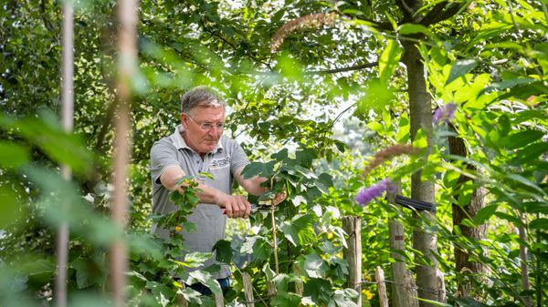 man snoeit boompje in tuin